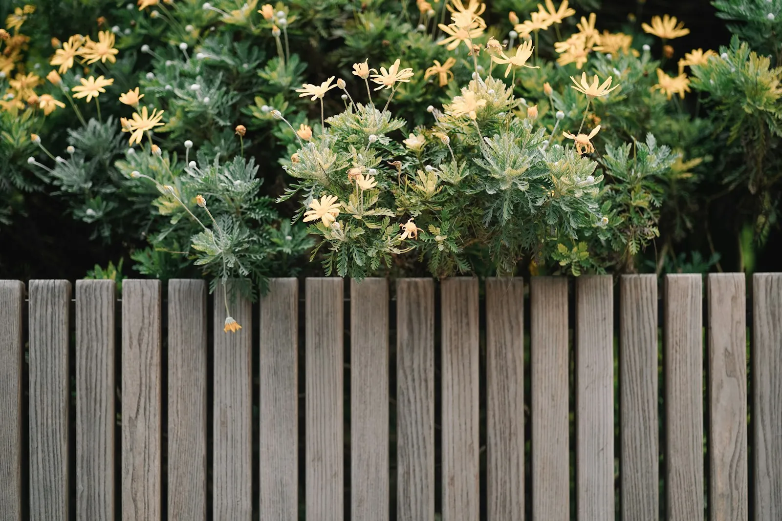 Hardwood timber paling fence in a backyard